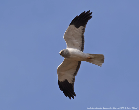 Male hen harrier, Langholm